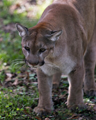 Panther stock photos. Panther head close-up profile view image walking towards you with a blur background in its environment and habitat, displaying its brown fur. Image. Portrait. Picture. 