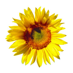 Fototapeta premium Blooming sunflower isolated on a white background