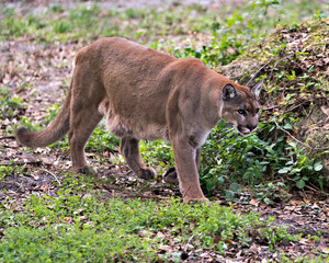 Panther stock photo. Panther close-up profile view walking towards you with a blur foliage background in its environment and habitat  displaying brown fur, head, ears, eyes, whiskers, paws.