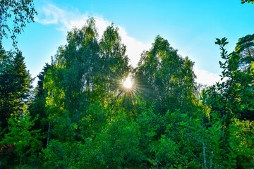 A protected park. Green deciduous forest in summer against a bright blue sky.