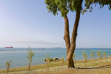 view of the beach with plants