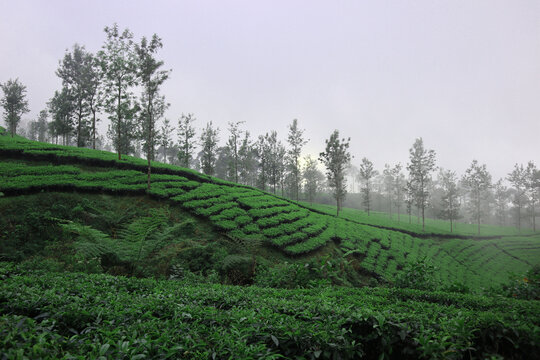 Greean Tea Garden Field