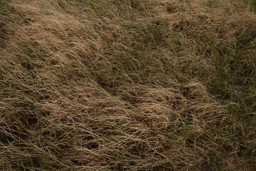 The dry season, Farmers who grow rice not water.