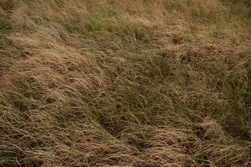 The dry season, Farmers who grow rice not water.