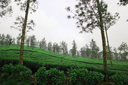 Greean Tea Garden Field