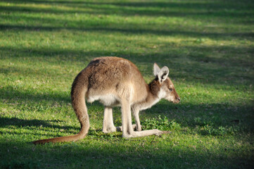 A young joey feeding on grass in the late afternoon