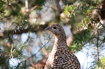 Partridge Stock Photos.  Partridge head close-up profile view with blur background. Portrait....