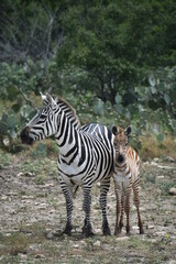 Fototapeta na wymiar zebra adult and baby in the wild