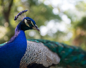 Obraz premium Peacock bird Stock Photos. Peacock head close-up profile view. with blur background. Peacock bird, the beautiful colourful bird. Image. Picture. Portrait.