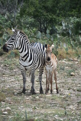 Fototapeta na wymiar zebra adult and baby in the wild