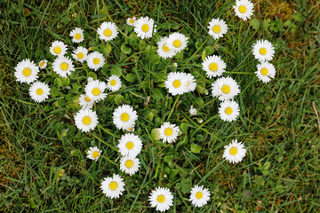 Fototapeta premium Gänseblumen im Garten im Rasen wachsend