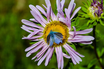 Butterfly  on a flower.  Aster.
