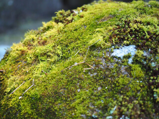 苔のクローズアップ