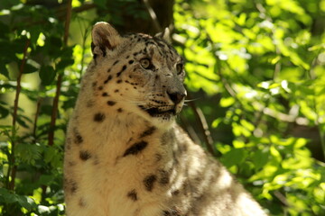 Panthère des neiges en captivité