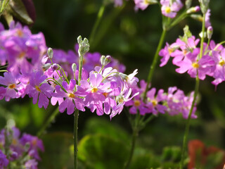 Fototapeta premium 早春のリング