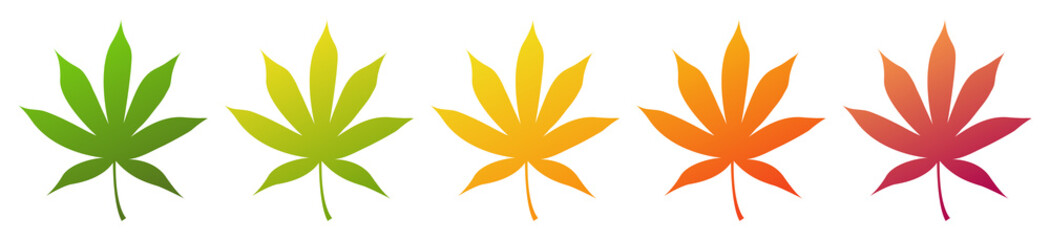 Obraz premium Bloodgood red japanese maple tree leaf. Set of different autumn colors. Isolated on white background. Vector illustration.