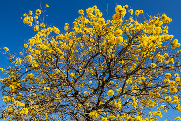 Copa de ipê amarelo florido com céu azul.