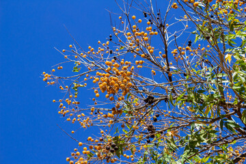 Árvore sabão carregada de frutos com céu azul ao fundo.