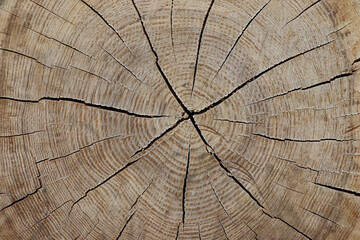 Fototapeta premium Cross Section of Tree Trunk. Background.