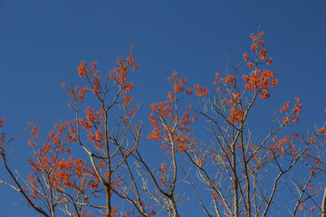 Vários galhos de mulungú florido e céu azul ao fundo.