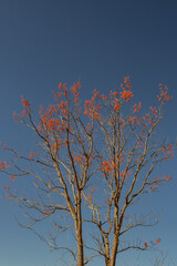 Mulungú florido e céu azul ao fundo.