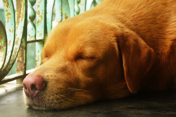 Close up of  an Indian domestic dog sleeping on floor of a house, selective focusing
