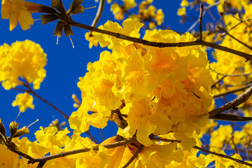 Cachos de flores de ipê amarelo com céu azul.