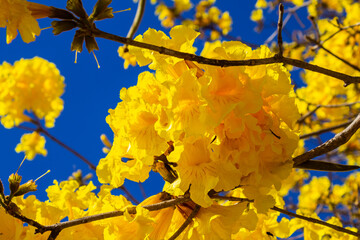 Cachos de flores de ipê amarelo.