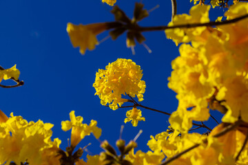 Alguns galhos de ipê amarelo.
