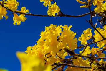 Galhos floridos de ipê amarelo.