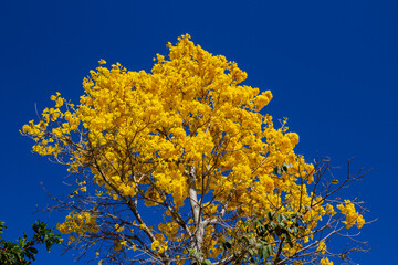 Ipê amarelo florido com céu azul ao fundo.