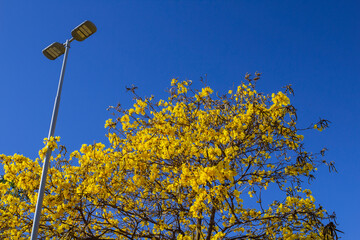 Ipê amarelo florido com poste de iluminação pública.