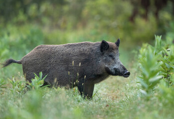 Wild boar in forest