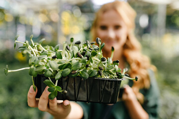 Close-up snapshot of beautiful evergreen plant in plastic pot on background of blurred girl with cute manicure