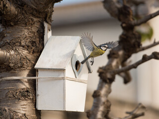 A Blue Tit bird extends its wings in an elegant manner as it flies out of its house-shaped nest hanging from a cherry blossom tree in Edinburgh, Scotland, UK
