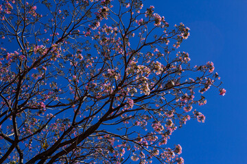 Galhos de ipê com fundo azul.