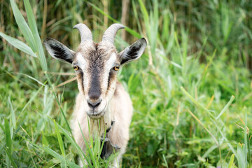 Domestic smoke goat grazing in green grass.