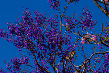 Galhos de jacarandá carregados de flores roxas com céu azul.