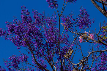 Galhos de jacarandá carregados de flores roxas.