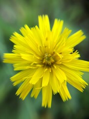 yellow flower of a dandelion