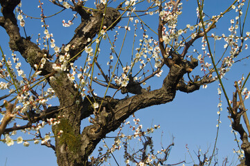 Scientific name is Prunus mume.English name is Japanese apricot.