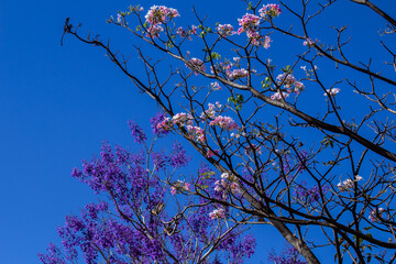 Ramos de ip&ecirc; rosa e jacarand&aacute; floridos com c&eacute;u azul ao fundo.