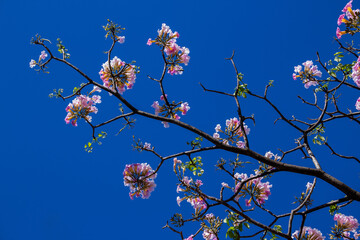Ramos de ipê cheio de flores cor-de-rosa e com céu azul.