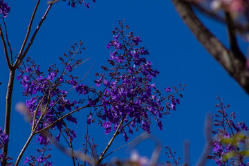 Galhos de jacarandá cheios de flores roxas.