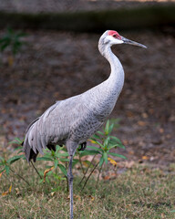 Fototapeta premium Sand hill crane Stock Photos. Sand hill crane close-up profile view with foliage background displaying plumage, body, wings, head, long neck, legs, beak, red crown in its habitat and environment.