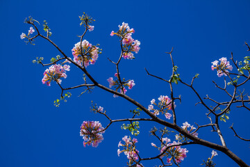 Um galho de ipê rosa carregado de flores.