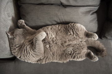 Lazy British Short Hair cat sleeps like a baby on a couch in a flat in Edinburgh, Scotland, in a...