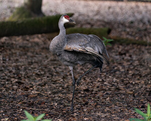 Sand hill crane Stock Photos.   Sand hill Crane close-up profile view in the field, displaying its heart crown head, grey feather plumage, long legs in its environment and habitat.
