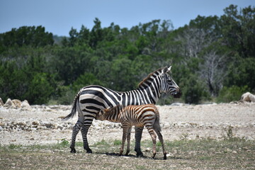 Fototapeta na wymiar baby zebra nursing on mother zebra