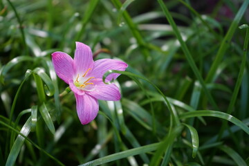 Pink Crocus or Zephyranthes Lily in the garden with green leaves and a blurred background